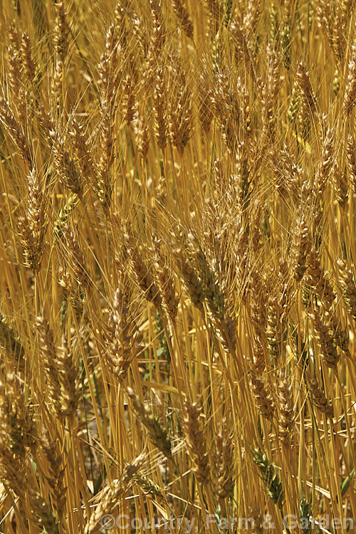 Rye (<i>Secale cereale</i>), once the primary bread grain of Europe, this grain, found from Turkey to Iran and the plains of Central Asia, was largely superseded by wheat. It still remains popular, though, for adding its distinctive flavour and colour to breads, crackers and other baked goods, as well as for the production of rye whisky. While true rye whisky must be made from at least 51% rye, the grain also used in many other whiskies where barley is the predominant grain. secale-3300htm'>Secale. .
