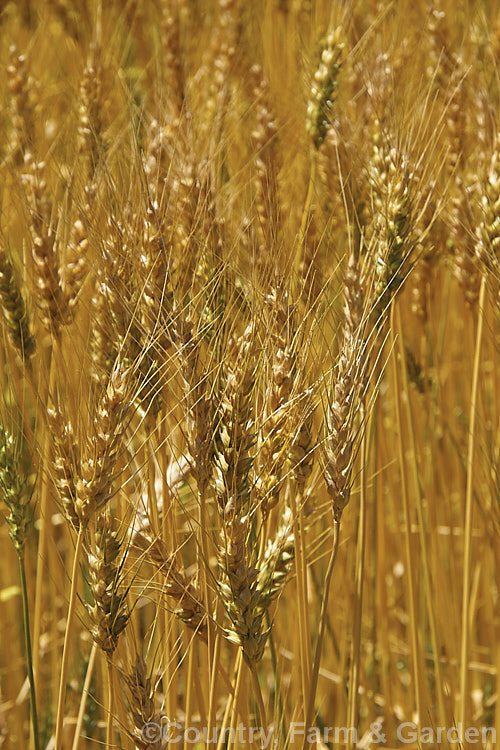 Rye (<i>Secale cereale</i>), once the primary bread grain of Europe, this grain, found from Turkey to Iran and the plains of Central Asia, was largely superseded by wheat. It still remains popular, though, for adding its distinctive flavour and colour to breads, crackers and other baked goods, as well as for the production of rye whisky. While true rye whisky must be made from at least 51% rye, the grain also used in many other whiskies where barley is the predominant grain. secale-3300htm'>Secale. .