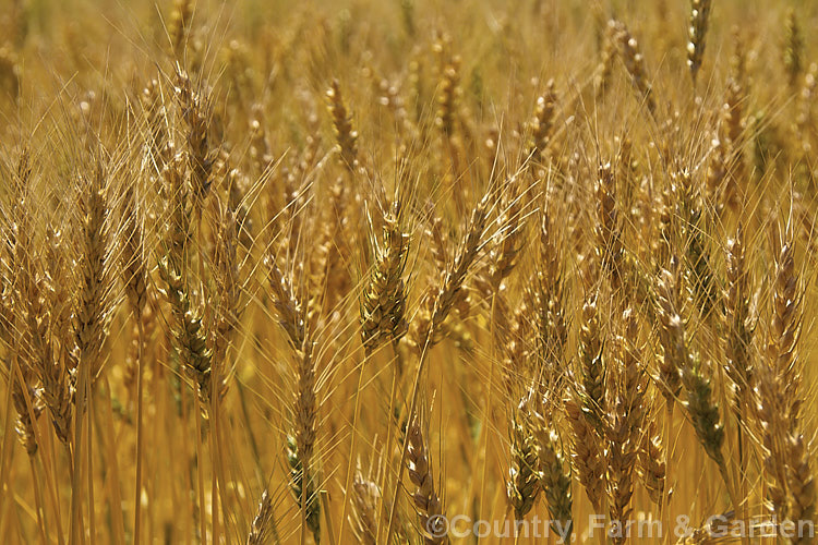 Rye (<i>Secale cereale</i>), once the primary bread grain of Europe, this grain, found from Turkey to Iran and the plains of Central Asia, was largely superseded by wheat. It still remains popular, though, for adding its distinctive flavour and colour to breads, crackers and other baked goods, as well as for the production of rye whisky. While true rye whisky must be made from at least 51% rye, the grain also used in many other whiskies where barley is the predominant grain. secale-3300htm'>Secale. .