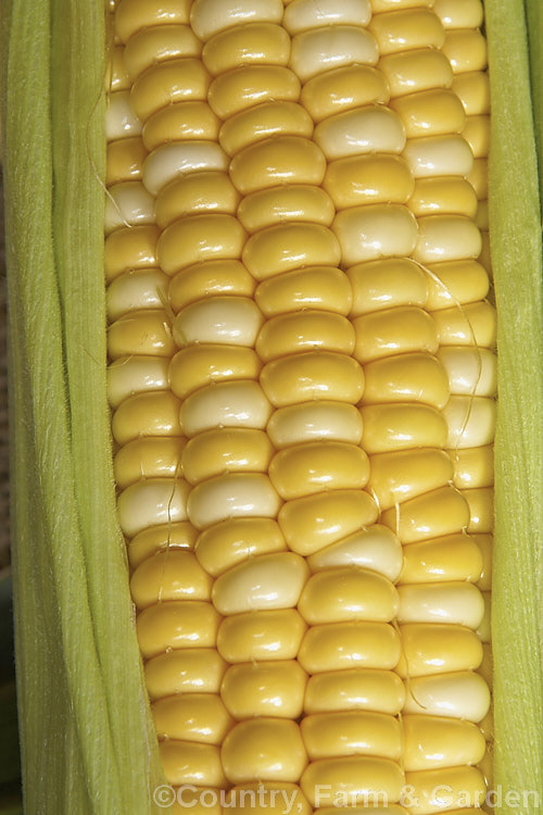 Sweet Corn (<i>Zea mays</i>), a robust annual grass from Central America grown for its edible seed heads, which are known as cobs. Corn was one of the staples of most nativeAmericans and was quite extensively developed by them. Modern forms generally have much larger cobs than the wild plants or the early cultivars. Corn grown as animal feed is usually called maize, though it essentially the same plant. Order: Poales, Family: Poaceae