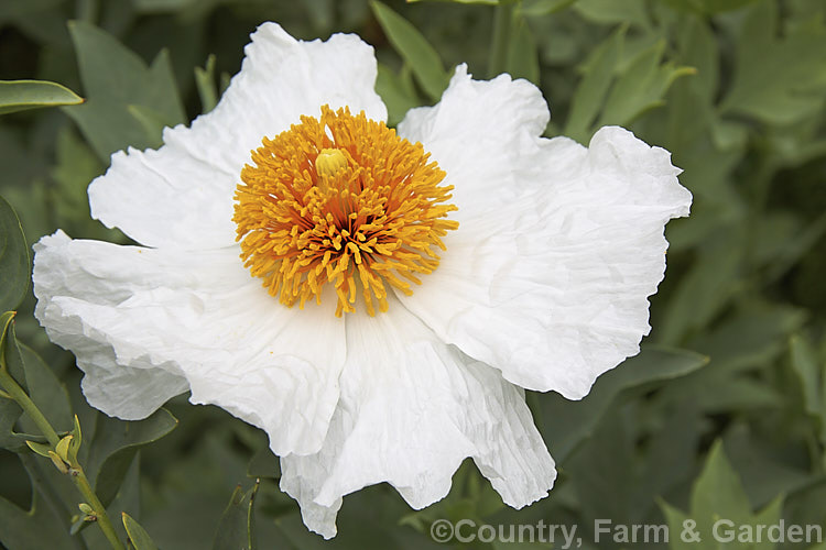 Californian Tree Poppy (<i>Romneya coulteri</i>), a suckering semi-evergreen subshrub or shrub up to 3m tall. Native to southern California and neighbouring parts of Mexico, it flowers from late spring to autumn. Order: Ranunculales, Family: Papaveraceae