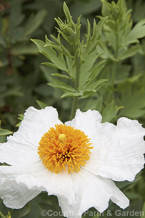 Californian Tree Poppy (<i>Romneya coulteri</i>), a suckering semi-evergreen subshrub or shrub up to 3m tall. Native to southern California and neighbouring parts of Mexico, it flowers from late spring to autumn. Order: Ranunculales, Family: Papaveraceae