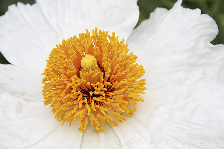 Californian Tree Poppy (<i>Romneya coulteri</i>), a suckering semi-evergreen subshrub or shrub up to 3m tall. Native to southern California and neighbouring parts of Mexico, it flowers from late spring to autumn. Order: Ranunculales, Family: Papaveraceae