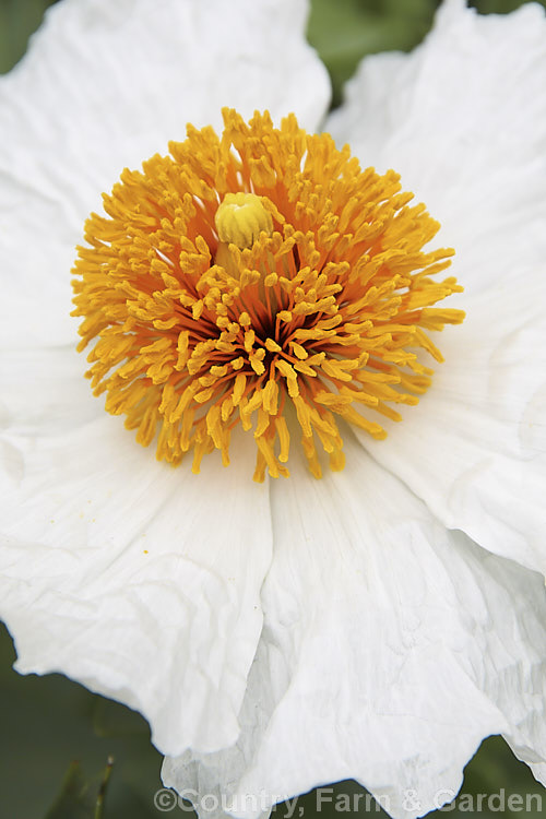 Californian Tree Poppy (<i>Romneya coulteri</i>), a suckering semi-evergreen subshrub or shrub up to 3m tall. Native to southern California and neighbouring parts of Mexico, it flowers from late spring to autumn. Order: Ranunculales, Family: Papaveraceae