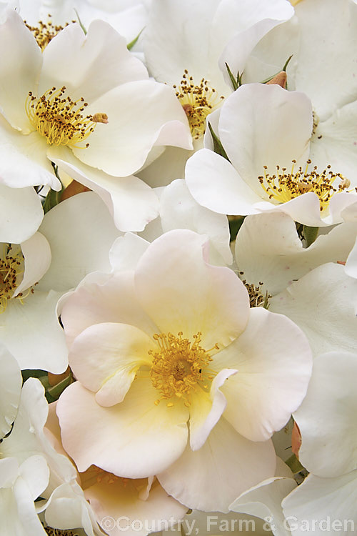 Rosa 'Sally. Holmes' ('Ivory. Fashion' x 'Ballerina'),a. Modern. Shrub rose raised by Holmes of England and introduced in 1976. It is large, bushy and heavy-flowering over a long season. These are late summer flowers. Order: Rosales, Family: Rosaceae