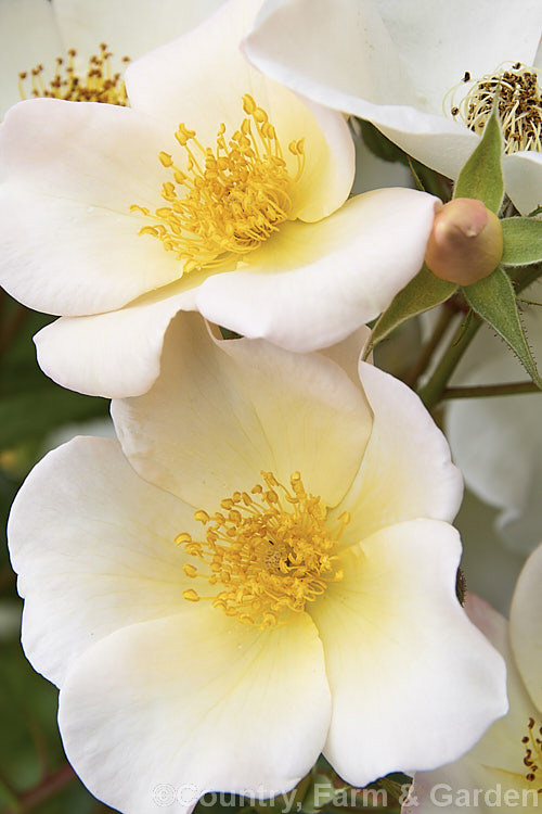 Rosa 'Sally. Holmes' ('Ivory. Fashion' x 'Ballerina'),a. Modern. Shrub rose raised by Holmes of England and introduced in 1976. It is large, bushy and heavy-flowering over a long season. These are late summer flowers. Order: Rosales, Family: Rosaceae