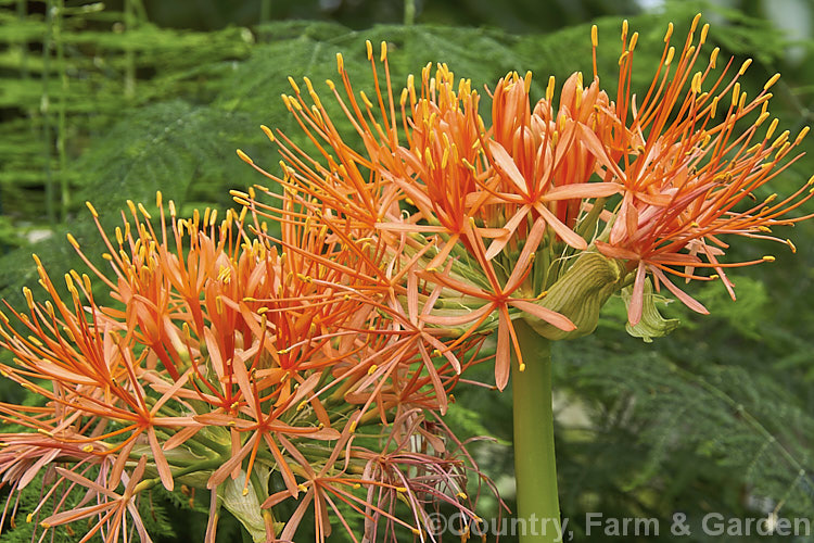 Scadoxus multiflorus subsp. katherinae, a bulb native to West Africa. The flowerheads are borne on stems that can be over 1m tall and the flowering season ranges from spring to autumn depending on the climate and rainfall. The broad strappy leaves are up to 30cm long. scadoxus-3286htm'>Scadoxus.