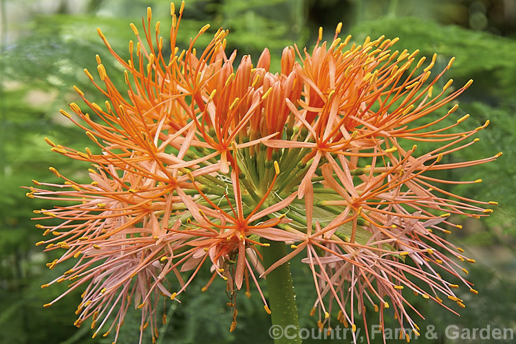 Scadoxus multiflorus subsp. katherinae, a bulb native to West Africa. The flowerheads are borne on stems that can be over 1m tall and the flowering season ranges from spring to autumn depending on the climate and rainfall. The broad strappy leaves are up to 30cm long. scadoxus-3286htm'>Scadoxus.
