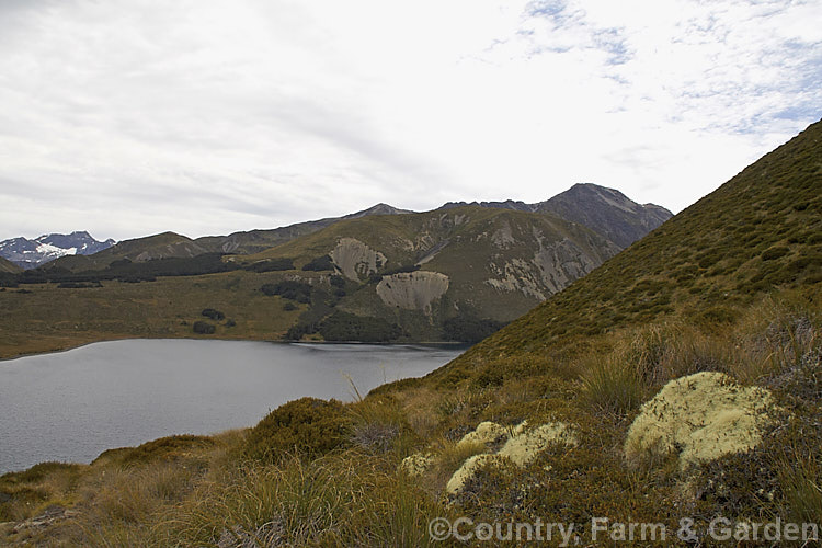 Racomitrium lanuginosum on the lower slopes of Mount Southey, Canterbury, New Zealand This large, clump-forming, silvery-grey moss is common in the New Zealand high country. It and similar species also occur in other parts of the world