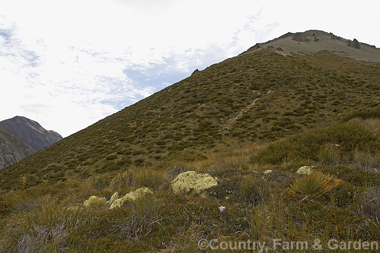 Racomitrium lanuginosum on the lower slopes of Mount Southey, Canterbury, New Zealand This large, clump-forming, silvery-grey moss is common in the New Zealand high country. It and similar species also occur in other parts of the world