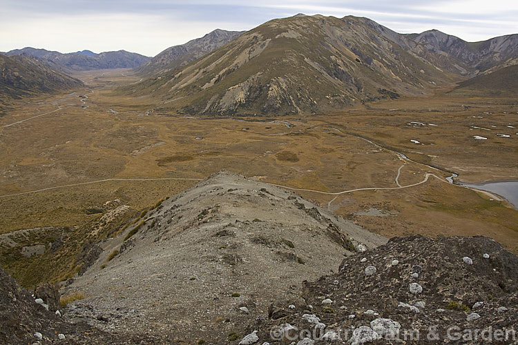 Young examples of the Common Vegetable Sheep (<i>Raoulia eximia</i>) on Mount Southey beside. Lake. Tennyson, Canterbury, New Zealand This New Zealand alpine daisy forms large hummocks of densely packed white-felted foliage rosettes, so that from a distance they resemble grazing sheep