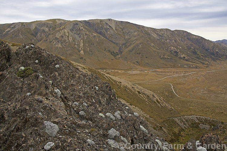 Young examples of the Common Vegetable Sheep (<i>Raoulia eximia</i>) on Mount Southey beside. Lake. Tennyson, Canterbury, New Zealand This New Zealand alpine daisy forms large hummocks of densely packed white-felted foliage rosettes, so that from a distance they resemble grazing sheep