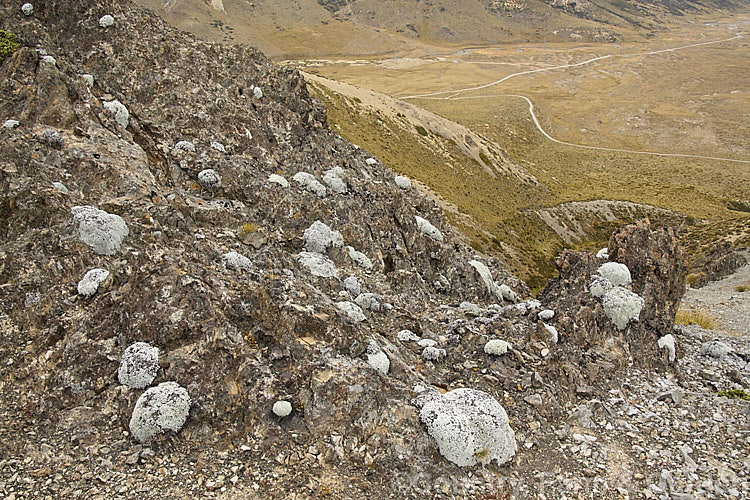 Young examples of the Common Vegetable Sheep (<i>Raoulia eximia</i>) on Mount Southey beside. Lake. Tennyson, Canterbury, New Zealand This New Zealand alpine daisy forms large hummocks of densely packed white-felted foliage rosettes, so that from a distance they resemble grazing sheep