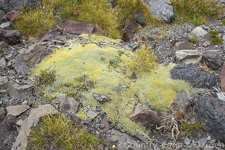 Raoulia australis, a silvery-foliaged New Zealand scabweed found in from the coast to quite high altitudes. It usually grows as a very flat mat but can mound somewhat at the centre. In summer it often turns golden with masses of petalless flowerheads