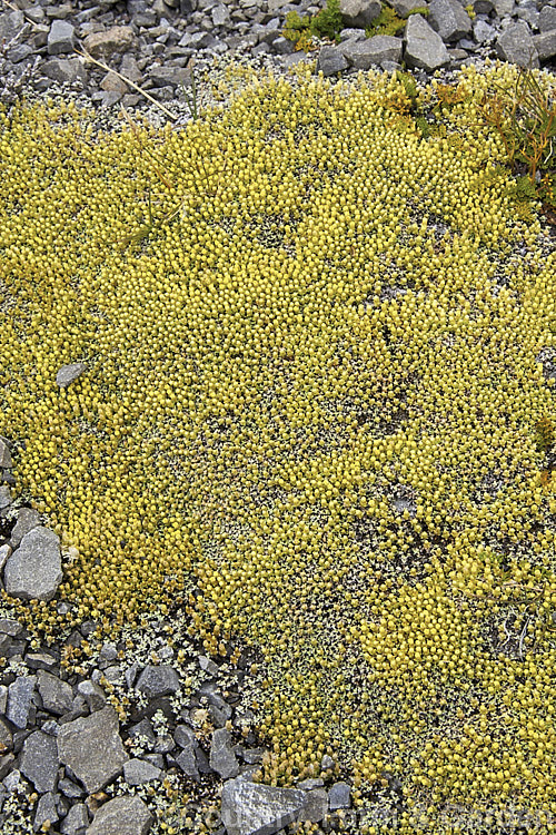 Raoulia australis, a silvery-foliaged New Zealand scabweed found in from the coast to quite high altitudes. It usually grows as a very flat mat but can mound somewhat at the centre. In summer it often turns golden with masses of petalless flowerheads