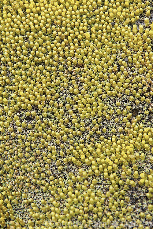 Raoulia australis, a silvery-foliaged New Zealand scabweed found in from the coast to quite high altitudes. It usually grows as a very flat mat but can mound somewhat at the centre. In summer it often turns golden with masses of petalless flowerheads