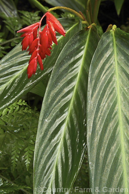 <a href='marantaceae-plant-family-photoshtml'>Marantaceae</a>