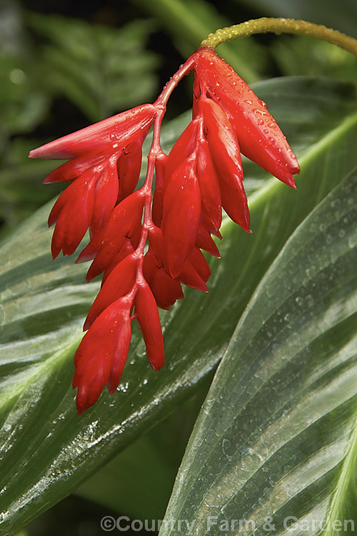 <a href='marantaceae-plant-family-photoshtml'>Marantaceae</a>