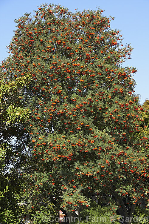 Rowan or Mountain Ash (<i>Sorbus aucuparia</i>), a Eurasian deciduous tree that can grow to 15m tall. The clusters of orange-red berries follow spring-borne heads of tiny white to cream flowers. The fruit matures early and is ripe by mid- to late summer. sorbus-2143htm'>Sorbus.