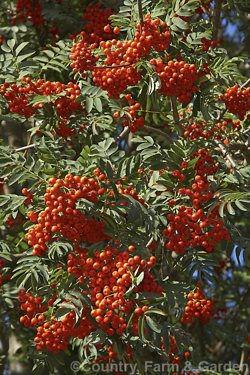 Rowan or Mountain Ash (<i>Sorbus aucuparia</i>), a Eurasian deciduous tree that can grow to 15m tall. The clusters of orange-red berries follow spring-borne heads of tiny white to cream flowers. The fruit matures early and is ripe by mid- to late summer. sorbus-2143htm'>Sorbus.
