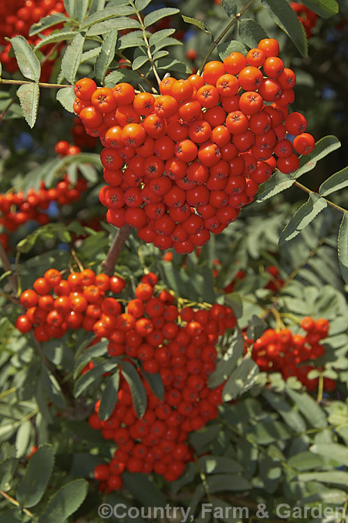 Rowan or Mountain Ash (<i>Sorbus aucuparia</i>), a Eurasian deciduous tree that can grow to 15m tall. The clusters of orange-red berries follow spring-borne heads of tiny white to cream flowers. The fruit matures early and is ripe by mid- to late summer. sorbus-2143htm'>Sorbus.