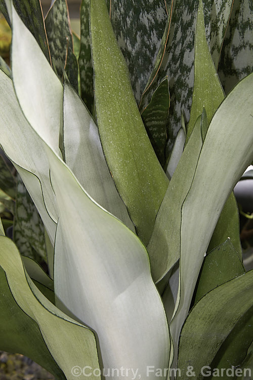 Sansevieria trifasciata 'Moonshine', one of the many cultivars of the bowstring hemp or mother-in-law's tongue, a xerophytic fibrous-leafed perennial native to Nigeria. The pure silver-grey foliage shown here only develops when the plant is fully mature. sansevieria-2484htm'>Sanseviera.