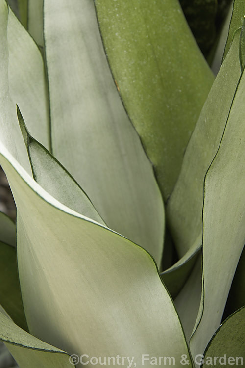 Sansevieria trifasciata 'Moonshine', one of the many cultivars of the bowstring hemp or mother-in-law's tongue, a xerophytic fibrous-leafed perennial native to Nigeria. The pure silver-grey foliage shown here only develops when the plant is fully mature. sansevieria-2484htm'>Sanseviera.