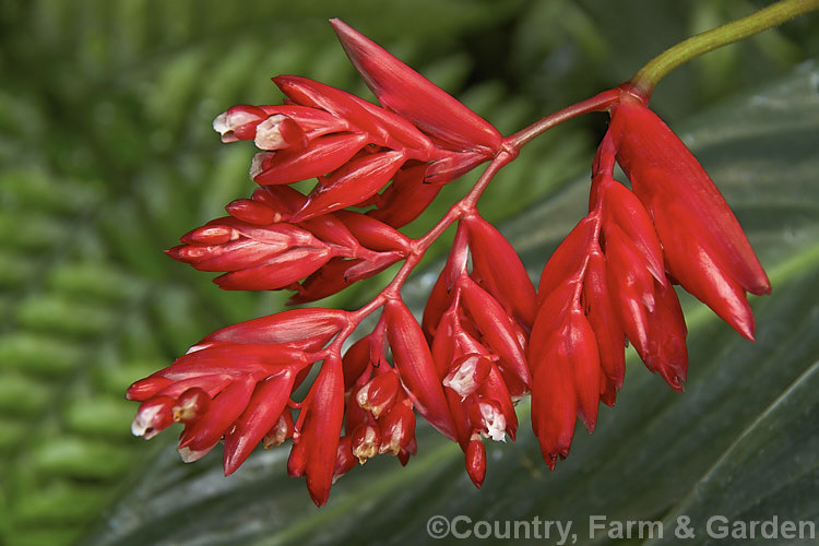 <a href='marantaceae-plant-family-photoshtml'>Marantaceae</a>