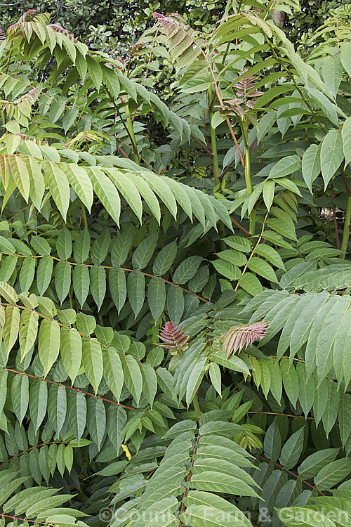 The summer foliage of Stag's Horn. Sumach (<i>Rhus typhina</i>), a deciduous shrub or small tree native to temperate eastern North America. It is known for its autumn foliage and velvety red fruit. rhus-2719htm'>Rhus. <a href='anacardiaceae-plant-family-photoshtml'>Anacardiaceae</a>.