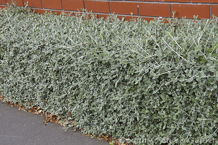 Bush Germander (<i>Teucrium fruticans</i>) trimmed to a low hedge at the base of a brick wall. This 25m high evergreen shrub from the Iberian. Peninsula is a tough plant that is tolerant of drought and coastal conditions. It is often used for hedging. teucrium-2507htm'>Teucrium.