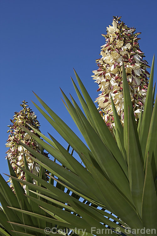 Spineless. Yucca or Giant Yucca (<i>Yucca gigantea [syns. Yucca guatemalensis, Yucca elephantipes]), a spear-leafed, tree-like, woody-stemmed, perennial found in southern Mexico and Central America. It grows to around 9m tall and has white to cream, bell-shaped flowers in summer.