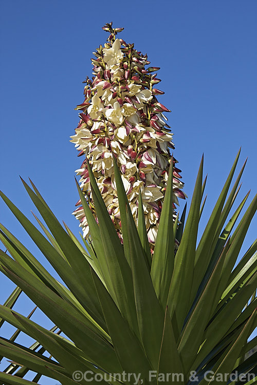 Spineless. Yucca or Giant Yucca (<i>Yucca gigantea [syns. Yucca guatemalensis, Yucca elephantipes]), a spear-leafed, tree-like, woody-stemmed, perennial found in southern Mexico and Central America. It grows to around 9m tall and has white to cream, bell-shaped flowers in summer.