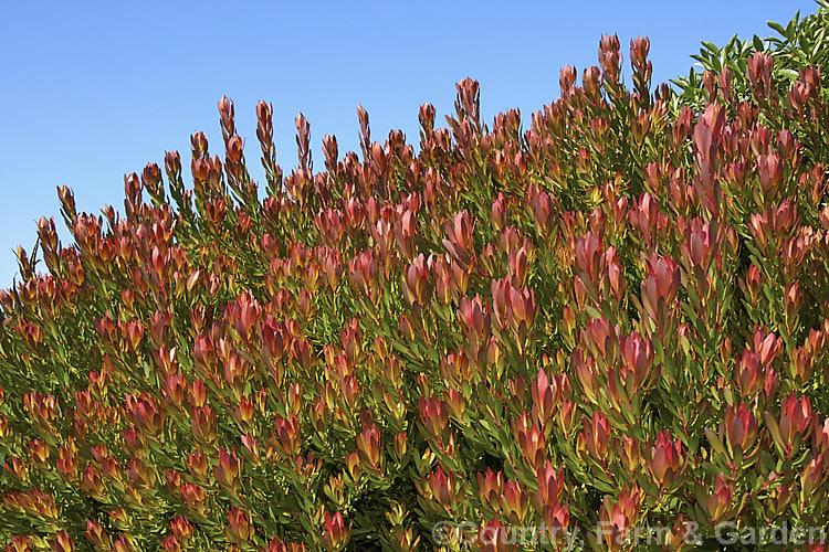 Leucadendron 'Red Gem', a popular cut flower cultivar from the same cross as 'Safari. Sunset' (<i>Leucadendron laureolum x Leucadendron salignum</i>), but with lighter red flower bracts and amore compact growth habit. leucadendron-2138htm'>Leucadendron.