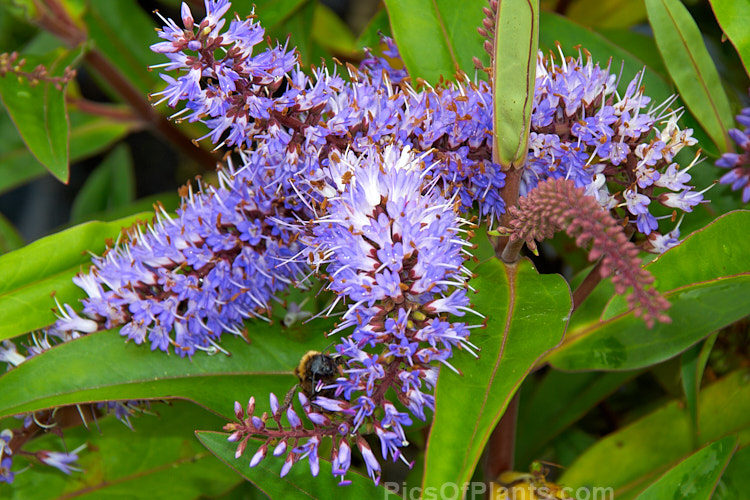<i>Veronica</i> (syn. <i>Hebe</i>) 'Wiri Spears' (syn. 'Wiri Spear'), one of the Wiri series of cultivars raised by Auckland Botanic Gardens' curator Jack Hobbs. It grows to around 1m high and wide and flowers from early summer into autumn. Order: Lamiales, Family: Plantaginaceae