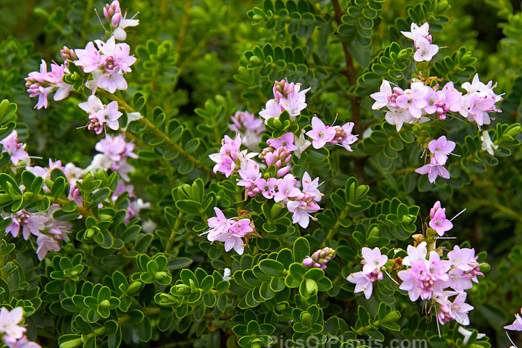<i>Veronica</i> (syn. <i>Hebe</i>) 'Wiri Cloud'. This is one of the Wiri series of cultivars raised by Auckland Botanic Gardens' curator Jack Hobbs. It is low-growing, compact and heavy-flowering. Order: Lamiales, Family: Plantaginaceae