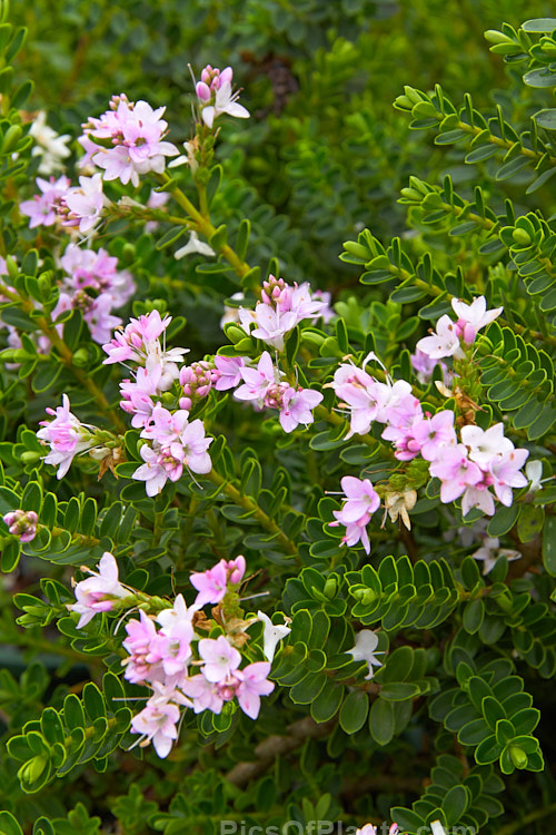 <i>Veronica</i> (syn. <i>Hebe</i>) 'Wiri Cloud'. This is one of the Wiri series of cultivars raised by Auckland Botanic Gardens' curator Jack Hobbs. It is low-growing, compact and heavy-flowering. Order: Lamiales, Family: Plantaginaceae