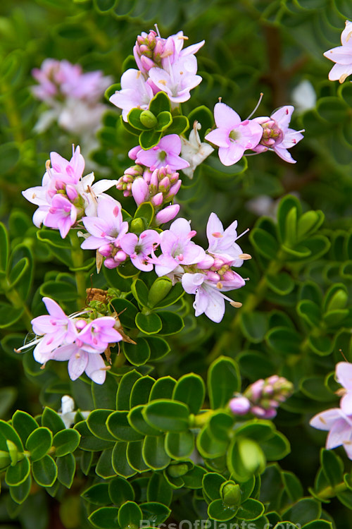 <i>Veronica</i> (syn. <i>Hebe</i>) 'Wiri Cloud'. This is one of the Wiri series of cultivars raised by Auckland Botanic Gardens' curator Jack Hobbs. It is low-growing, compact and heavy-flowering. Order: Lamiales, Family: Plantaginaceae