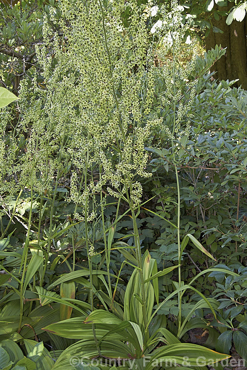 Veratrum maackii, a summer-flowering perennial with flower spikes to 1m tall and a basal clump of bold, heavily veined foliage. The flower colour may be greenish cream (as shown here</i>) to deep blackish red depending on the natural variety, of which there are several, some of which have medicinal uses. veratrum-3384htm'>Veratrum. <a href='melanthiaceae-plant-family-photoshtml'>Melanthiaceae</a>.
