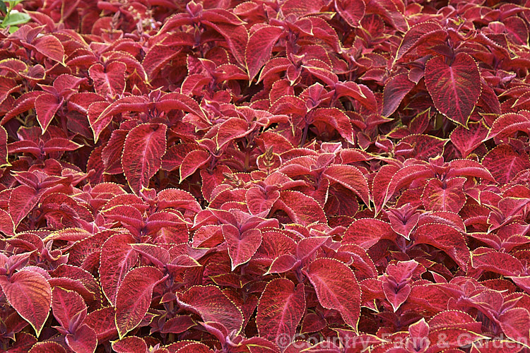 Solenostemon scutellarioides. Wizard 'Velvet Red', a very showy coleus cultivar that is often used for massed bedding. It is one of the Wizard series, which includes at least 10 forms. The species, originally native to Southeast Asia, is a tender shrubby perennial that occurs in many coloured foliage forms.