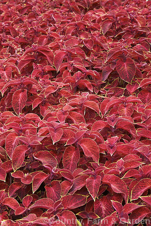 Solenostemon scutellarioides. Wizard 'Velvet Red', a very showy coleus cultivar that is often used for massed bedding. It is one of the Wizard series, which includes at least 10 forms. The species, originally native to Southeast Asia, is a tender shrubby perennial that occurs in many coloured foliage forms.