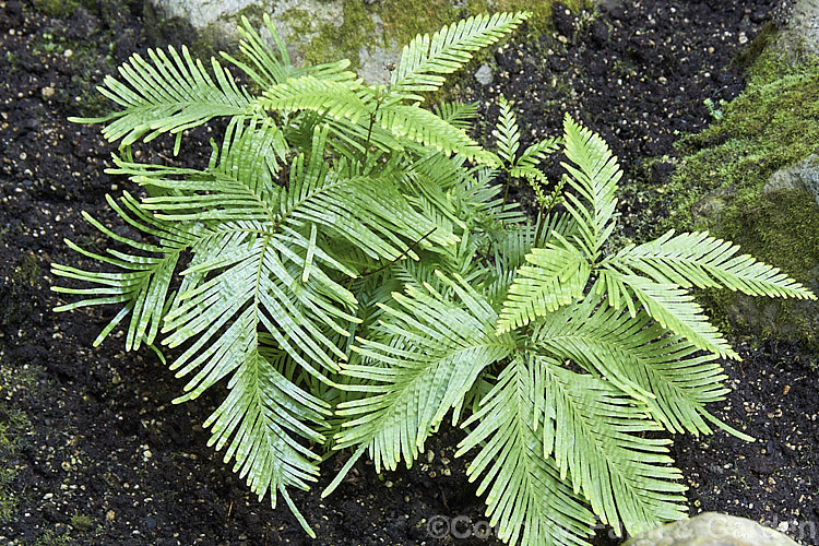 Fan Fern (<i>Sticherus flabellatus</i>), an evergreen fern native to southeastern Australia and New Zealand Its shining fronds weep somewhat, with a graceful layered effect. Order: Gleicheniales, Family: Gleicheniaceae