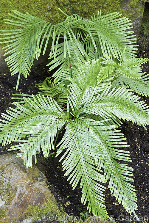 Fan Fern (<i>Sticherus flabellatus</i>), an evergreen fern native to southeastern Australia and New Zealand Its shining fronds weep somewhat, with a graceful layered effect. Order: Gleicheniales, Family: Gleicheniaceae