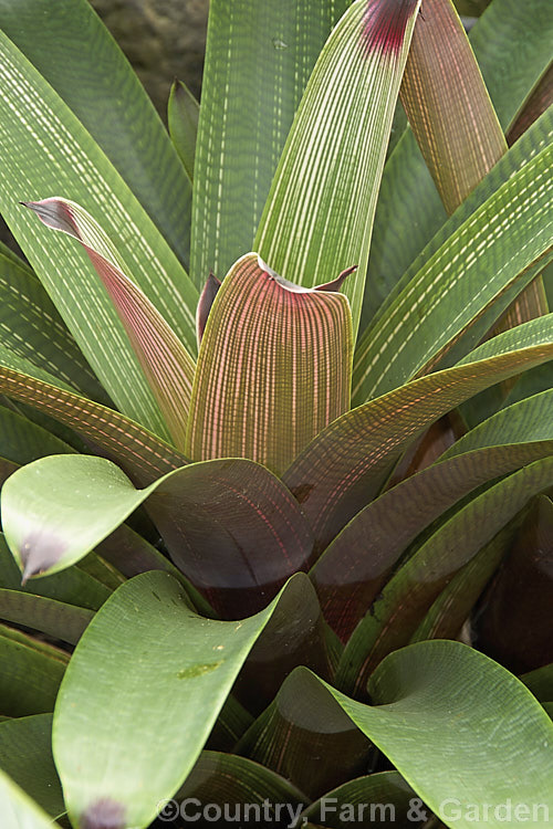 Vriesea platynema var. variegata, an attractively marked bromeliad that in addition to its purple-tipped foliage produces a flower stem up to 50cm long with red bracts and yellow flowers. vriesea-2928htm'>Vriesea.