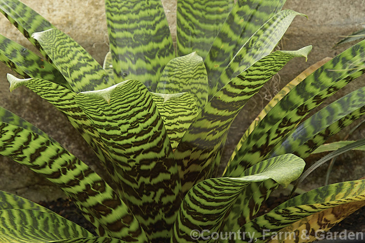 Vriesea hieroglyphica, a bromeliad with particularly boldly marked foliage. Its leaves are up to 80cm long and the flower spike can exceed 2m in height. vriesea-2928htm'>Vriesea.
