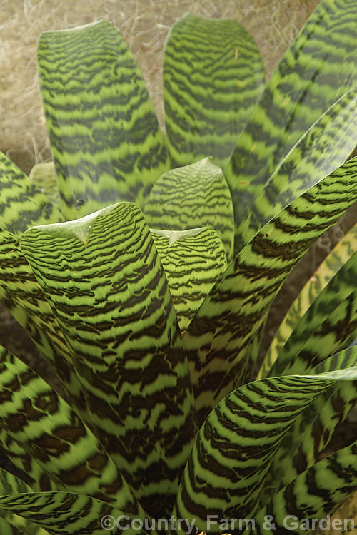Vriesea hieroglyphica, a bromeliad with particularly boldly marked foliage. Its leaves are up to 80cm long and the flower spike can exceed 2m in height. vriesea-2928htm'>Vriesea.
