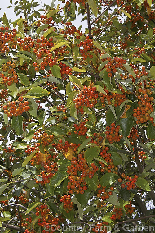 Whitebeam (<i>Sorbus aria</i>) with near-ripe fruit. This deciduous tree is found in the mountains of Europe. Its white flowers appear in spring and are followed by 10-12 mm diameter, orange-red fruit. sorbus-2143htm'>Sorbus.