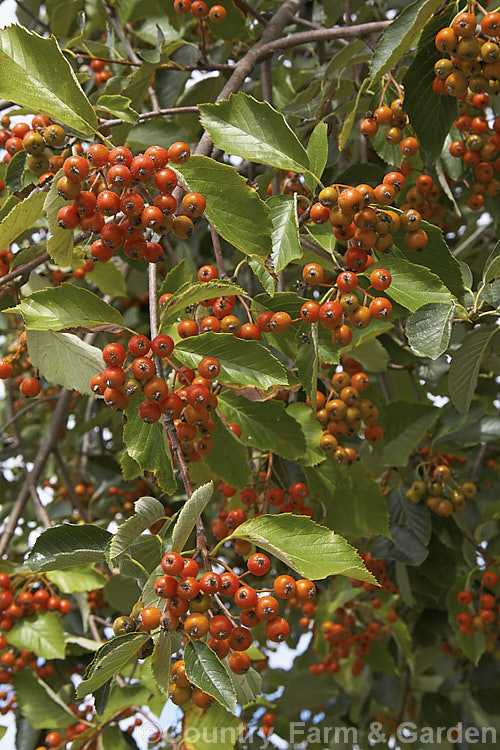 Whitebeam (<i>Sorbus aria</i>) with near-ripe fruit. This deciduous tree is found in the mountains of Europe. Its white flowers appear in spring and are followed by 10-12 mm diameter, orange-red fruit. sorbus-2143htm'>Sorbus.