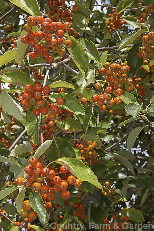 Whitebeam (<i>Sorbus aria</i>) with near-ripe fruit. This deciduous tree is found in the mountains of Europe. Its white flowers appear in spring and are followed by 10-12 mm diameter, orange-red fruit. sorbus-2143htm'>Sorbus.