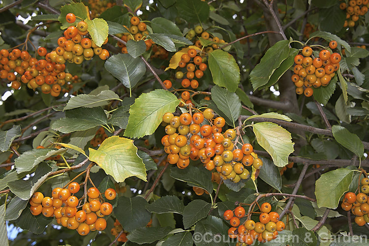 Near-ripe fruit of the Whitebeam (<i>Sorbus aria</i>), a deciduous tree found in the mountains of Europe. Its white flowers appear in spring and are followed by 10-12 mm diameter, orange-red fruit. sorbus-2143htm'>Sorbus.