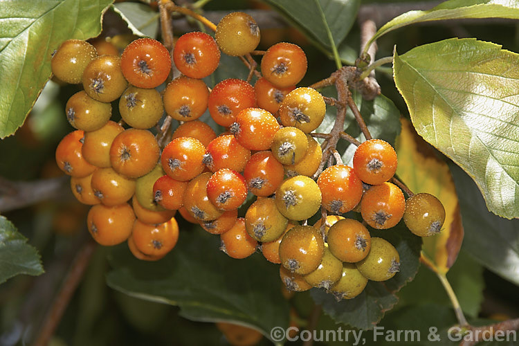 Near-ripe fruit of the Whitebeam (<i>Sorbus aria</i>), a deciduous tree found in the mountains of Europe. Its white flowers appear in spring and are followed by 10-12 mm diameter, orange-red fruit. sorbus-2143htm'>Sorbus.